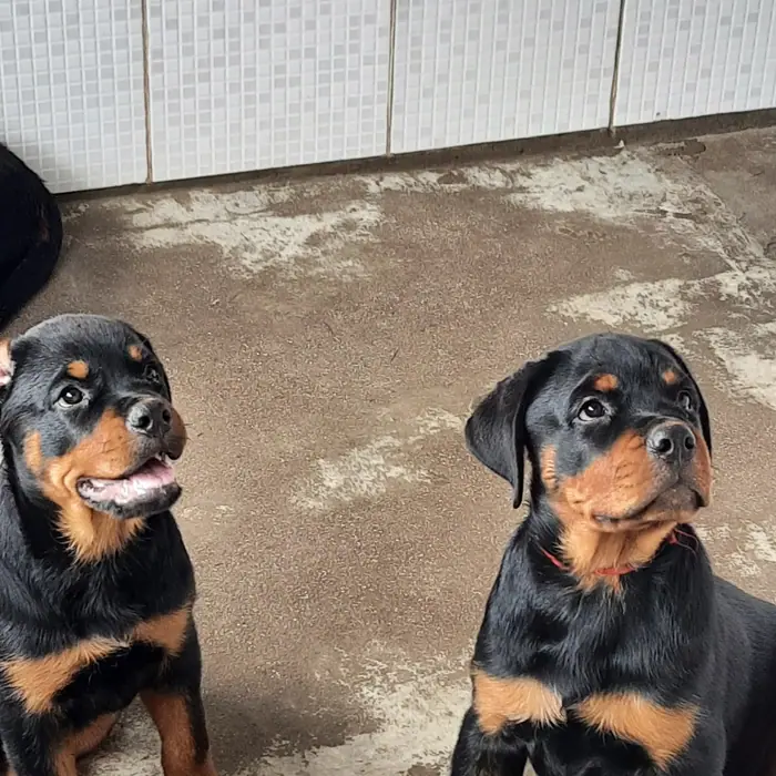 Filhote de Rottweiler do Canil Von Beretta &mdash; foto 84 de 88