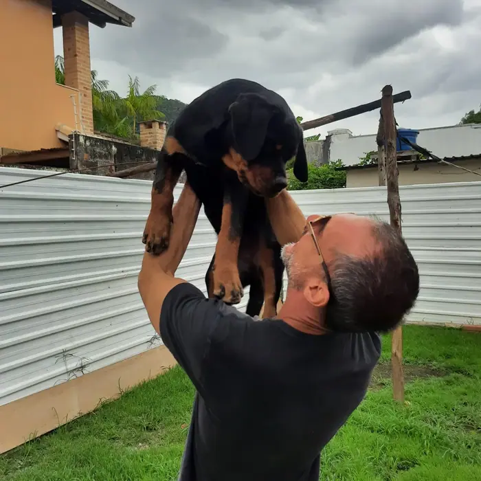 Filhote de Rottweiler do Canil Von Beretta &mdash; foto 85 de 88
