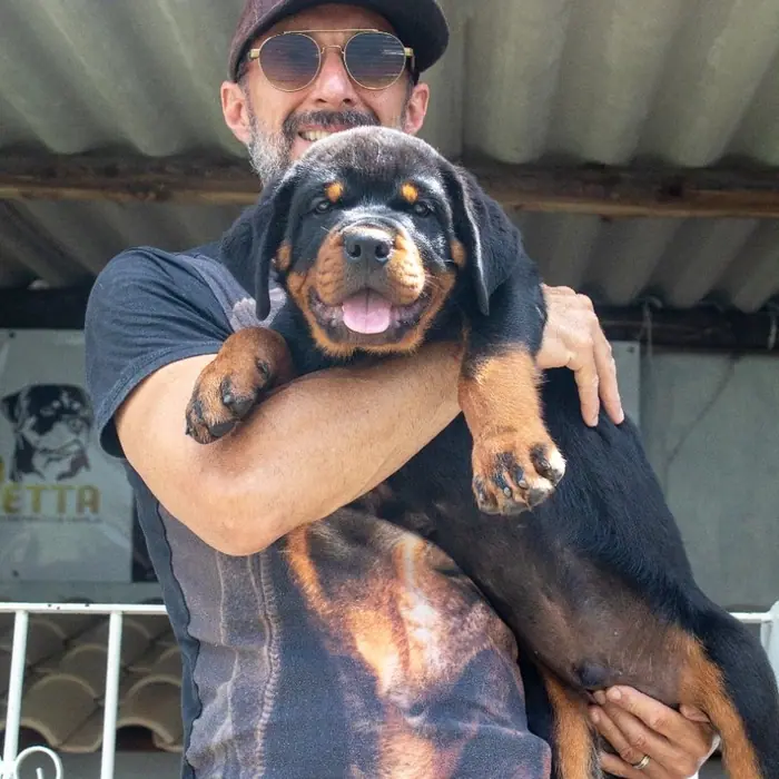 Filhote de Rottweiler do Canil Von Beretta &mdash; foto 86 de 88