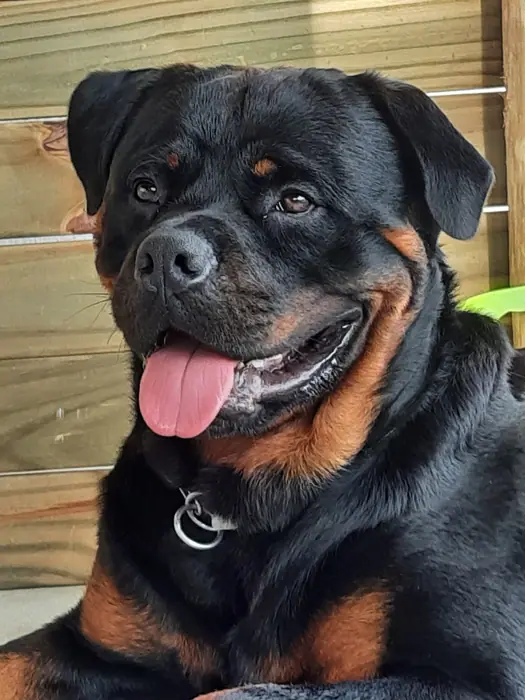 Reprodutor Rottweiler do Canil Von Beretta &mdash; foto 1 de 41