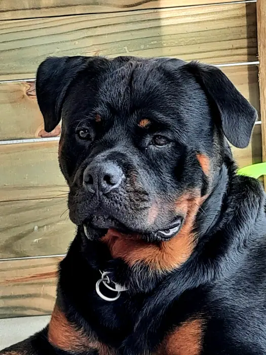 Reprodutor Rottweiler do Canil Von Beretta &mdash; foto 2 de 41