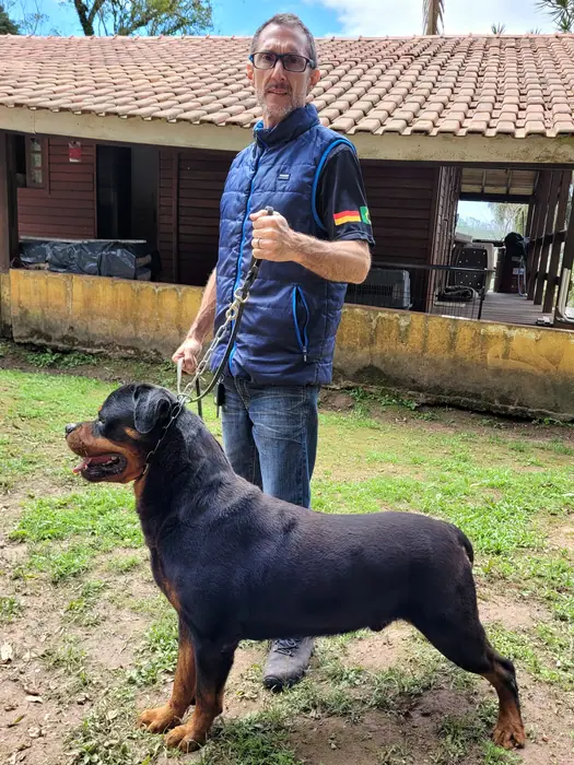 Reprodutor Rottweiler do Canil Von Beretta &mdash; foto 6 de 41