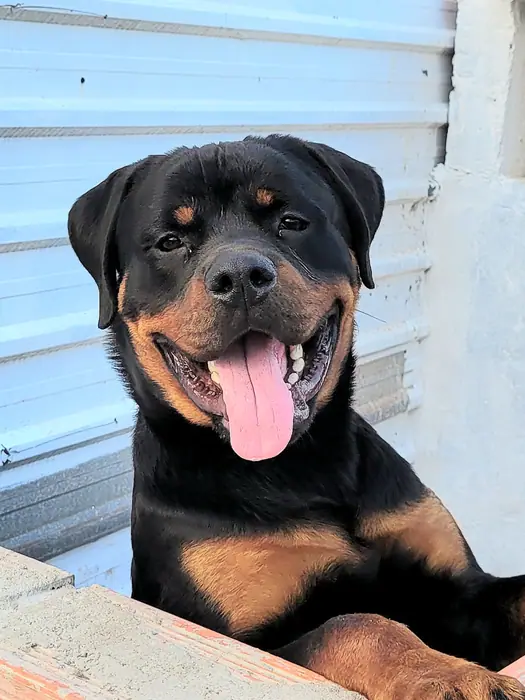 Reprodutor Rottweiler do Canil Von Beretta &mdash; foto 8 de 41