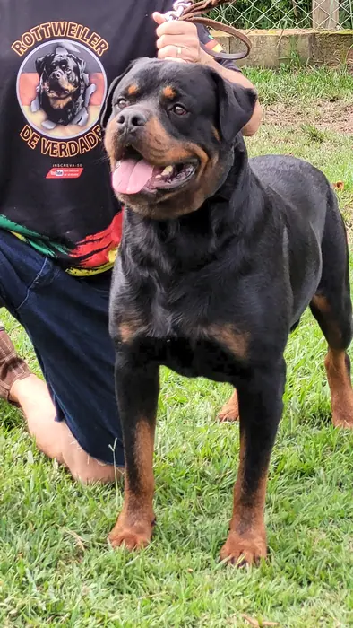 Reprodutor Rottweiler do Canil Von Beretta &mdash; foto 10 de 41