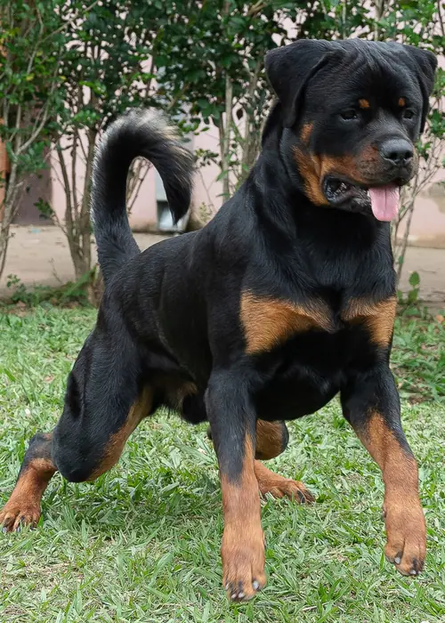 Reprodutor Rottweiler do Canil Von Beretta &mdash; foto 13 de 41