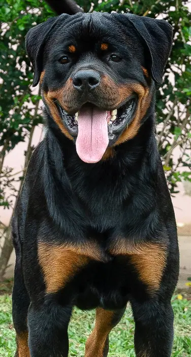 Reprodutor Rottweiler do Canil Von Beretta &mdash; foto 15 de 41