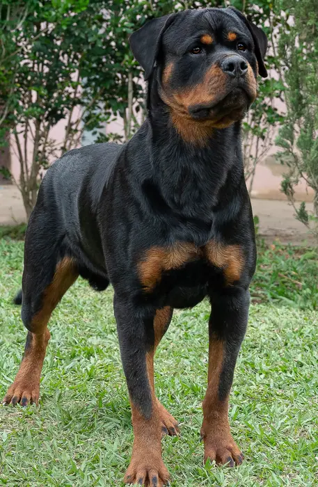 Reprodutor Rottweiler do Canil Von Beretta &mdash; foto 18 de 41