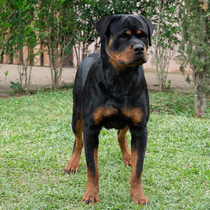 Reprodutor Rottweiler do Canil Von Beretta &mdash; foto 20 de 41