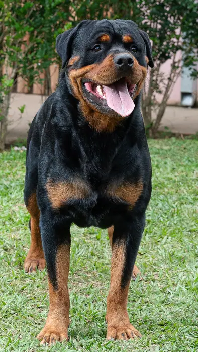 Reprodutor Rottweiler do Canil Von Beretta &mdash; foto 21 de 41