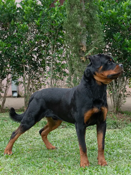 Reprodutor Rottweiler do Canil Von Beretta &mdash; foto 24 de 41