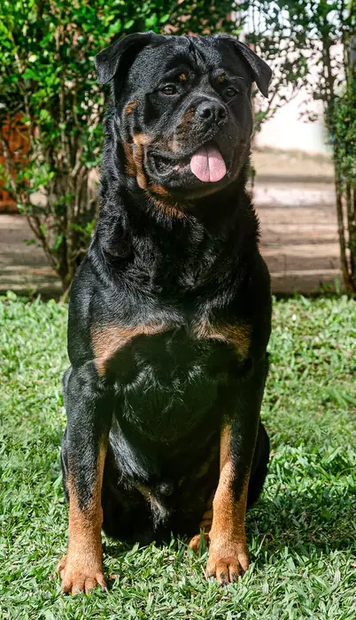 Reprodutor Rottweiler do Canil Von Beretta &mdash; foto 25 de 41