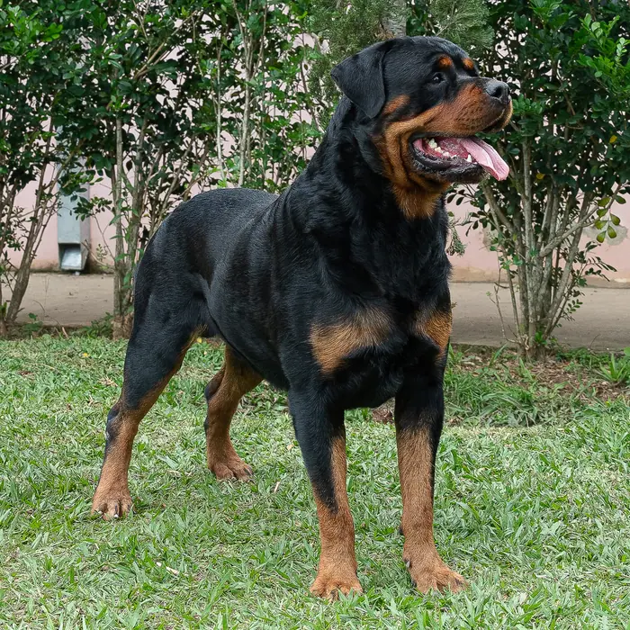Reprodutor Rottweiler do Canil Von Beretta &mdash; foto 26 de 41