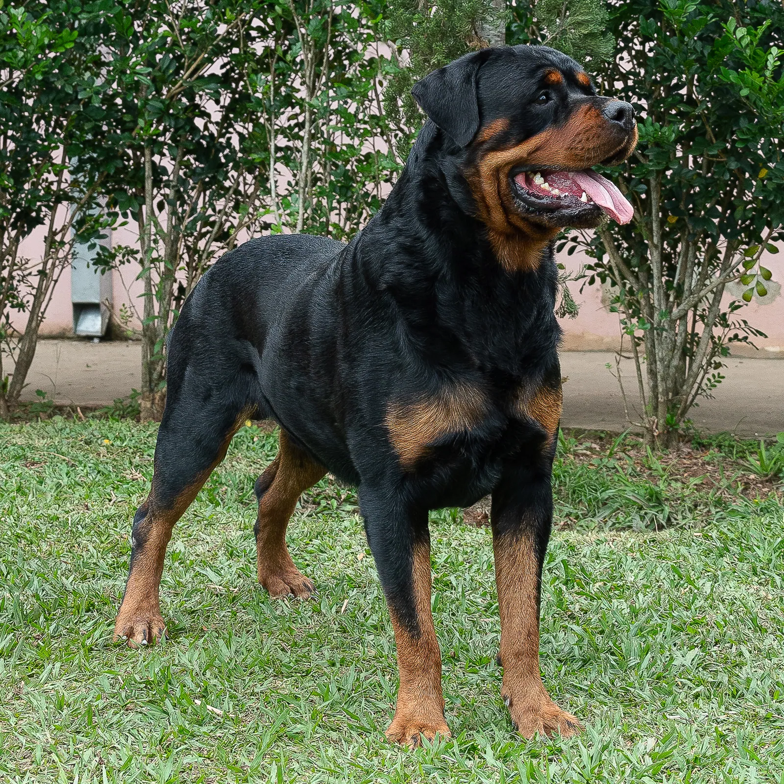 Denver Von Beretta, reprodutor do Canil Von Beretta