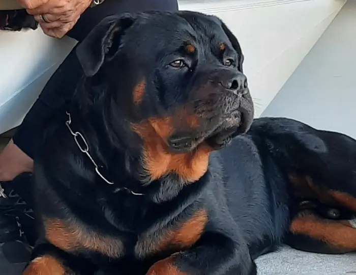 Reprodutor Rottweiler do Canil Von Beretta &mdash; foto 27 de 41