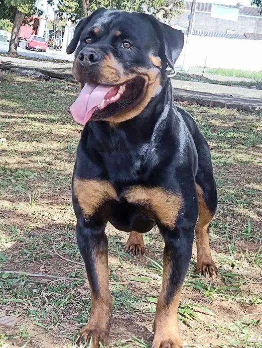Reprodutor Rottweiler do Canil Von Beretta &mdash; foto 31 de 41