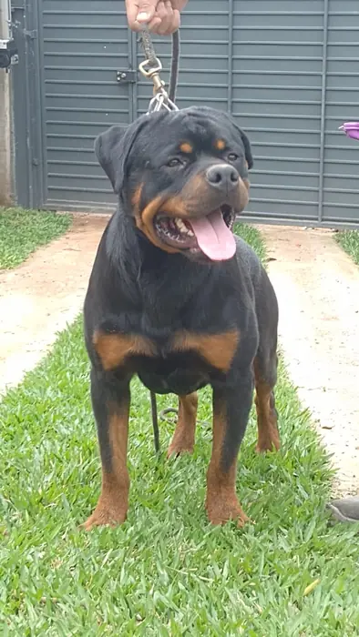 Reprodutor Rottweiler do Canil Von Beretta &mdash; foto 32 de 41