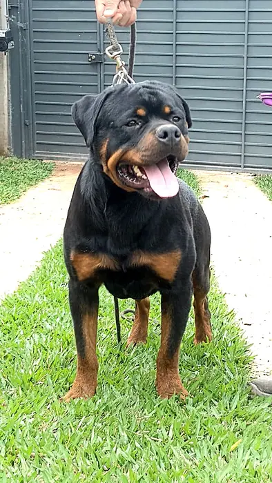 Reprodutor Rottweiler do Canil Von Beretta &mdash; foto 33 de 41