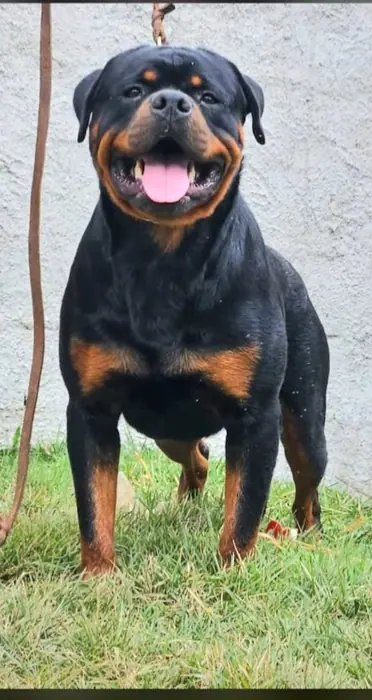 Reprodutor Rottweiler do Canil Von Beretta &mdash; foto 34 de 41