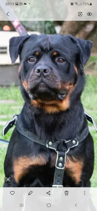 Reprodutor Rottweiler do Canil Von Beretta &mdash; foto 35 de 41
