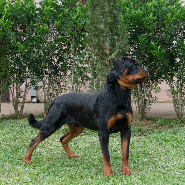 Reprodutor Rottweiler do Canil Von Beretta &mdash; foto 36 de 41