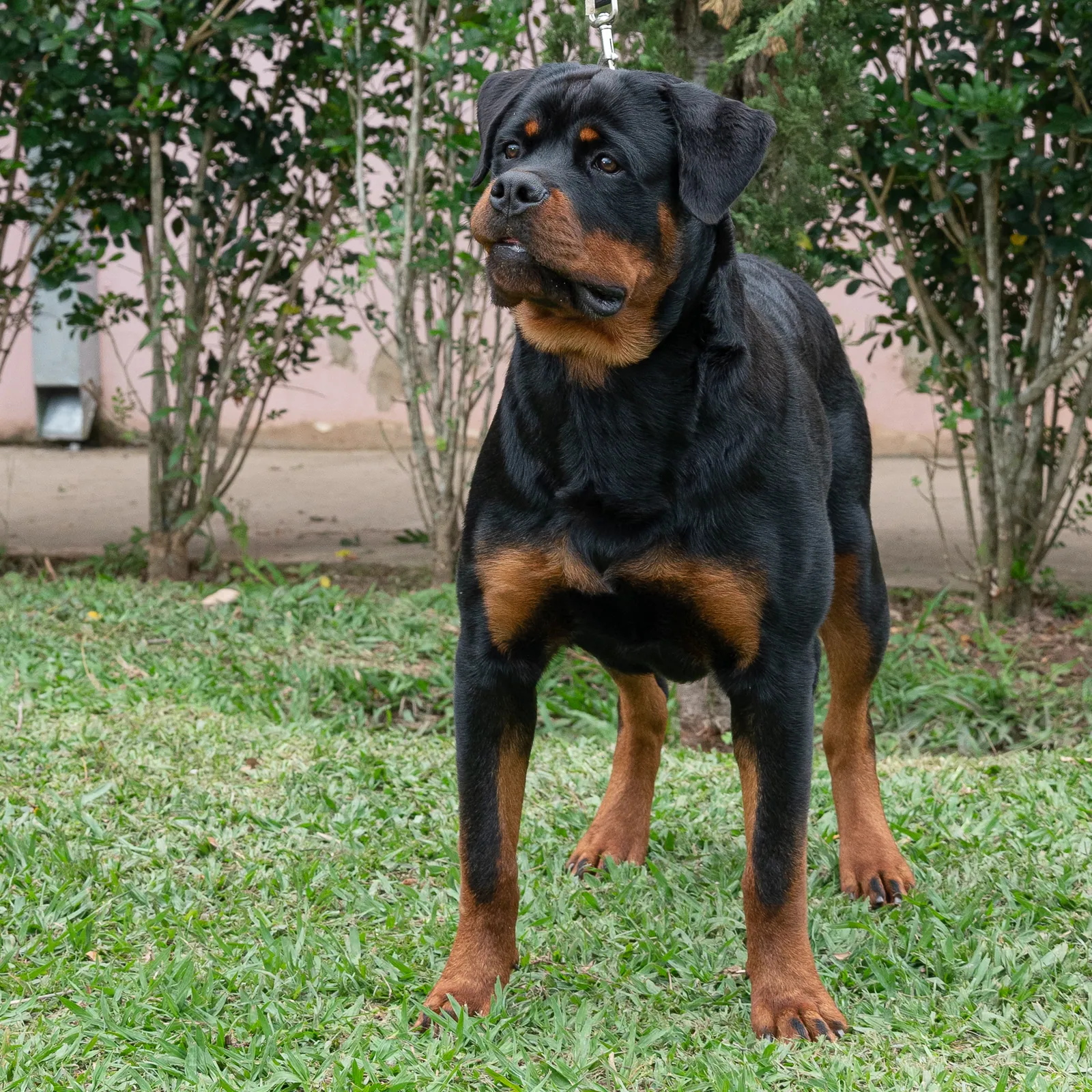 Boomer Von Beretta, reprodutor do Canil Von Beretta