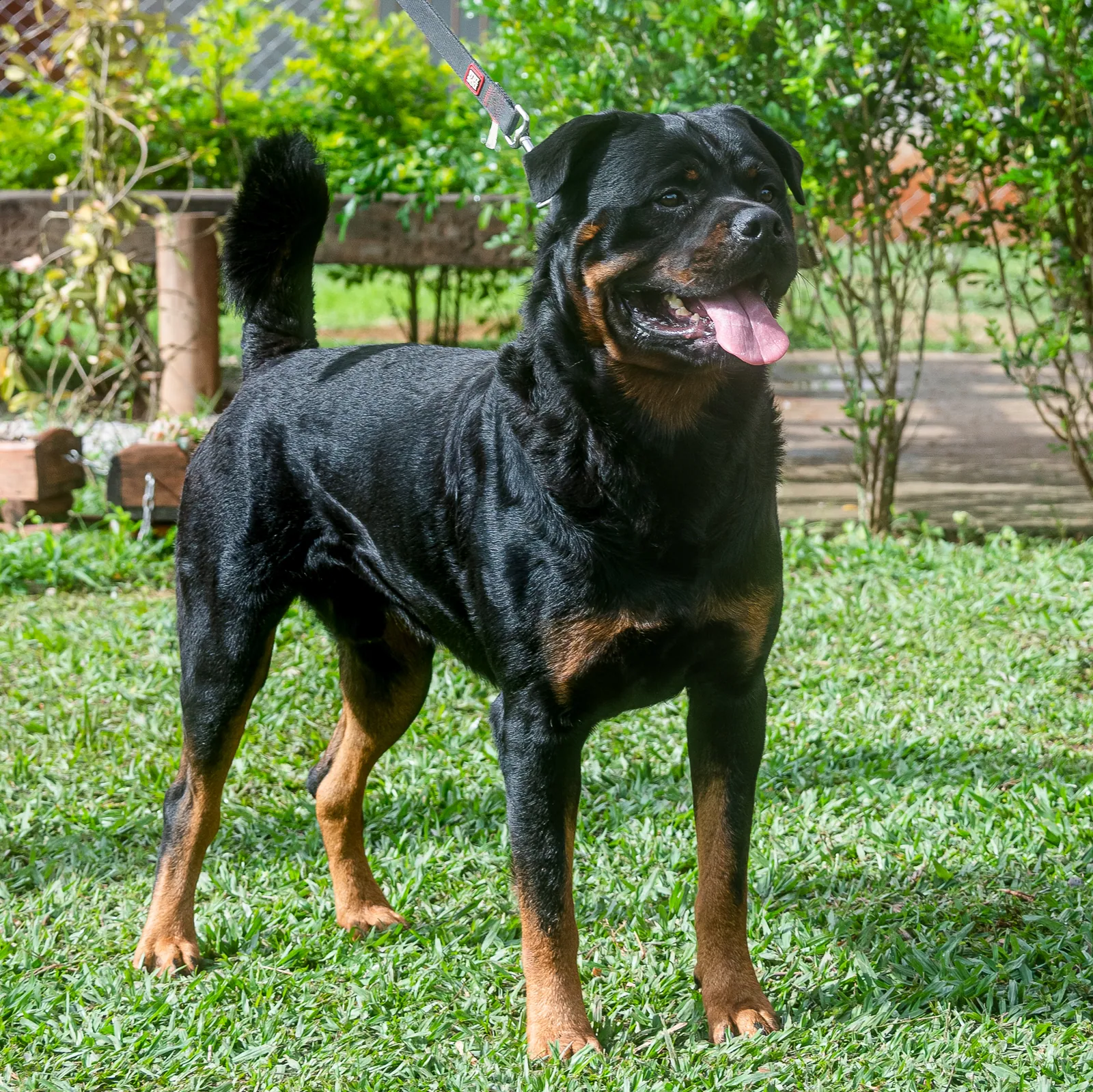 Orion Von Beretta, reprodutor do Canil Von Beretta