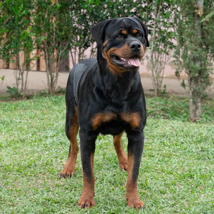 Reprodutor Rottweiler do Canil Von Beretta &mdash; foto 41 de 41