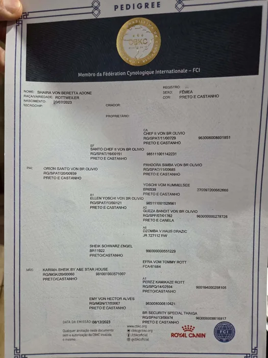 Pedigree CBKC/FCI de Rottweiler do Canil Von Beretta &mdash; documento 10 de 28