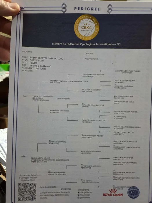 Pedigree CBKC/FCI de Rottweiler do Canil Von Beretta &mdash; documento 13 de 28