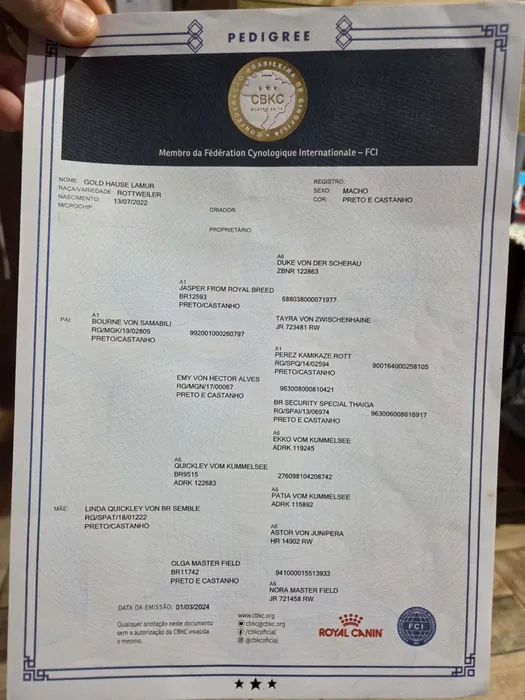 Pedigree CBKC/FCI de Rottweiler do Canil Von Beretta &mdash; documento 18 de 28