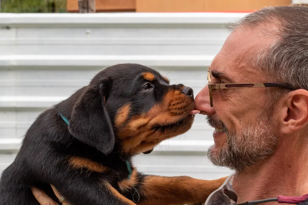 Filhote de Rottweiler focinho a focinho com o criador