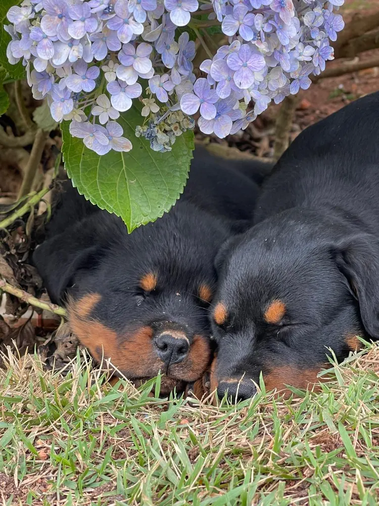 Filhotes de Rottweiler descansando no jardim